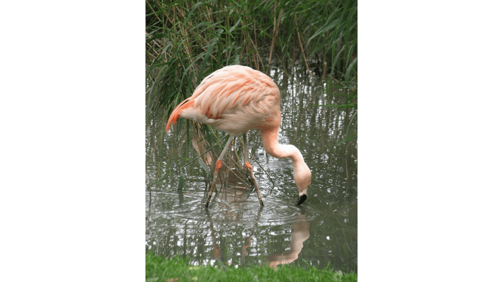 Ein Flamingo im Tierpark Essehof sucht nach Nahrung in einem Teich.