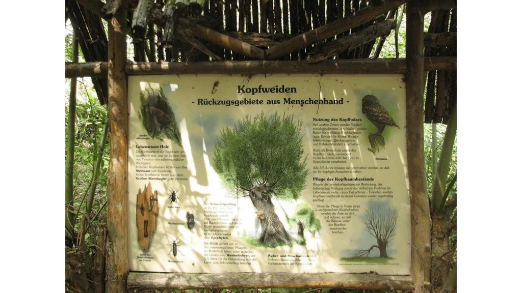 Eine Illustrationstafel im Tierpark Essehof zum Thema Kopfweiden.