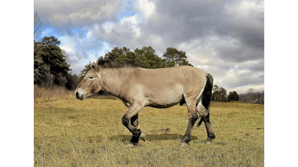 Das Bild eines ausgestorbenen Wildpferdes stammt von einem sogenannten Paläokünstler, der prähistorische Tiere digital entwirft und fotorealistisch präsentiert.