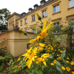 Im Vordergrund eine gelbe Blume, im Hintergrund eine Treppe, die ins Gutshaus Lichterfelde führt